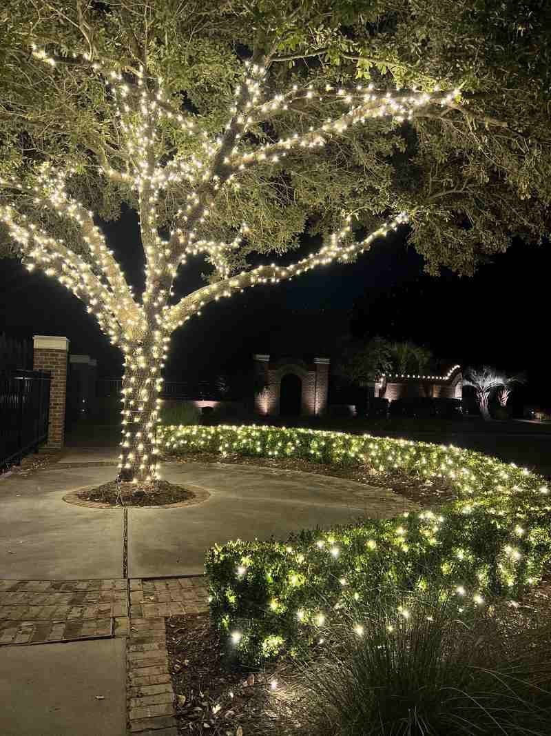 Large oak tree wrapped in warm white Christmas lights by Central AL Lighting